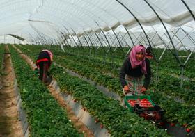 Huelva strawberries