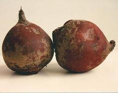 Beetroot the next superfood?