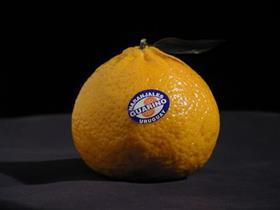 UY Guarino citrus
