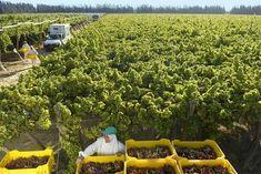 Cold hits Egyptian grape supplies