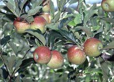 Imported apples under fire
