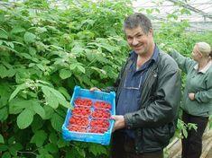 First English raspberries arrive