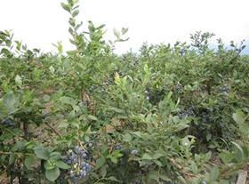 British Columbia blueberries