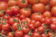 The tomato rally