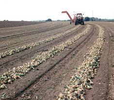 Onion and carrot event to set new record