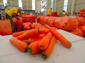 Los Rancheros Narvaez carrots