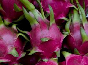 Dragon Fruit gen