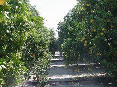 Florida groves are at risk this winter