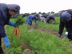 Onion and carrot event to set new record