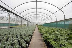One of bpi.visqueen's polytunnels