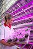 LED4 Crops will look at the effects of LEDs on a range of crops