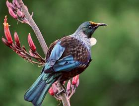 Tui bird New Zealand (attribute to Sid Mosdell from Wikimedia Commons)