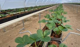 Oppy Happy Berry hydroponic strawberries