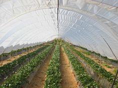 Spain has enjoyed good growing conditions for strawberries so far
