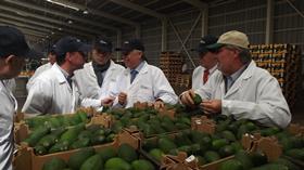 Chilean avocado inspection
