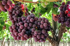 Chile grapes