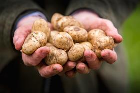 Handful of spuds