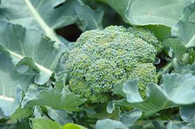 Broccoli in field
