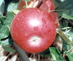 A new early English apple is needed to replace waning Discovery