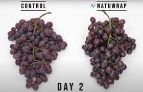 Nabaco Table Grapes Day 2