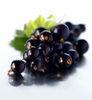 Blackcurrants top new research