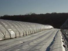 Haygrove is a soft-fruit and polytunnel specialist
