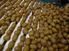 A bumper crop is putting Zespri returns to growers under pressure