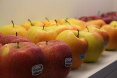 South Tyrol top fruit enjoys record crop