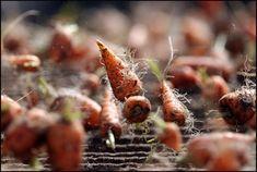Chantenay: has worked against the flow for Freshgro