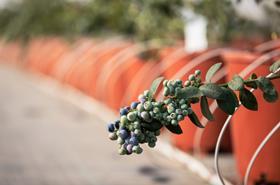 Drip irrigated blueberries Morocco Netafim (must credit Netafim)