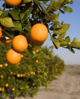 Spain citrus