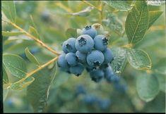 Dutch blueberry sector to reveal health research