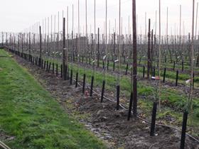 Cabaret orchards