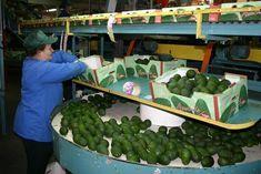 Israeli avo exports cut in half