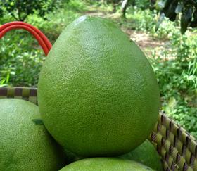 Vietnam Pomelo