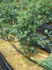 Blueberry plant numbers are on the up at Hargreaves