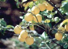 Caution urged in lemon trade