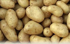 Comber Early Potatoes