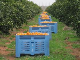 Australian navel orange picked boxes