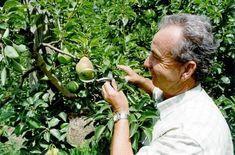 Michel Fabre sizes up this summer’s pear crop in the Rhône valley