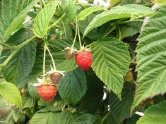 Spanish raspberries to last longer