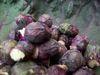 Red sprouts in at Asda
