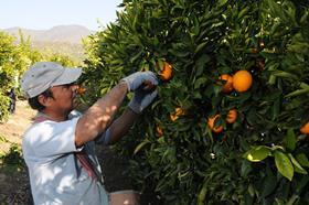 CL_Chilean citrus grove from Chilean citrus Committee