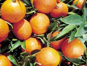 Egypt oranges