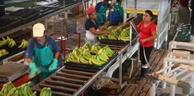 Fairtrade bananas