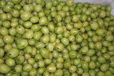 'Unidentifiable' gooseberries: the fools