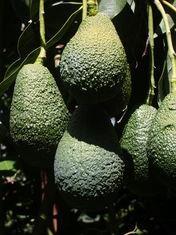 Chilean avos see crop fall