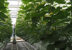 NLG cucumber growing