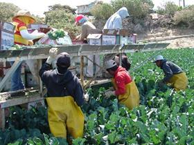 US field workers