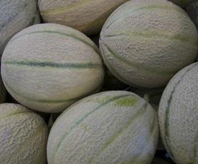 Guadeloupe melons